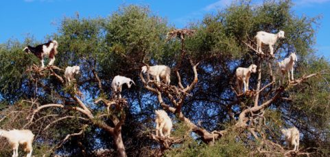 Bienvenida Árbol de la Vida - Las Pitxiak de la Cabra