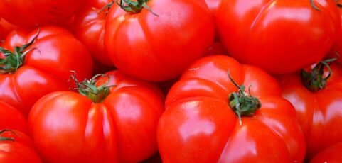 La guerra de los tomates imbatibles